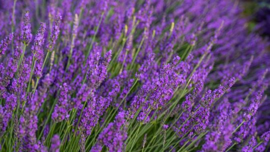 come si ottiene la lavanda