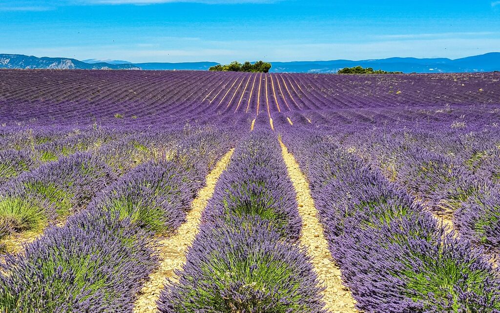 lavanda o lavandina