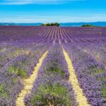 lavanda o lavandina