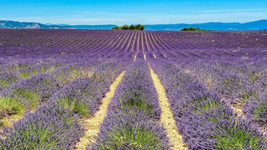 lavanda o lavandina