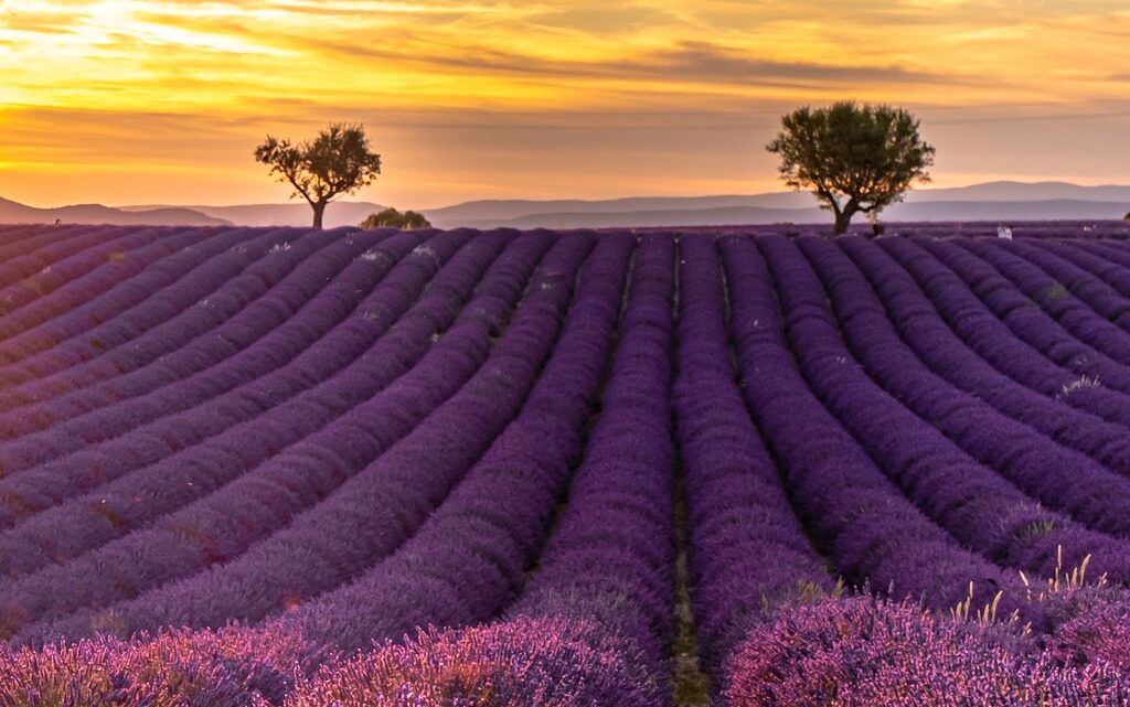 i campi di lavanda più instagrammabili