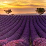 i campi di lavanda più instagrammabili