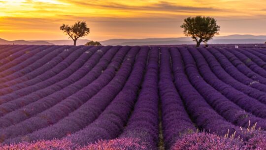 i campi di lavanda più instagrammabili