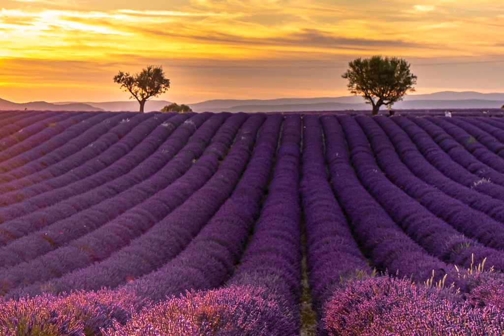 Cosa vedere a Moustiers-Sainte-Marie lavanda o lavandina