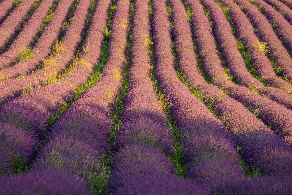 campi di lavanda