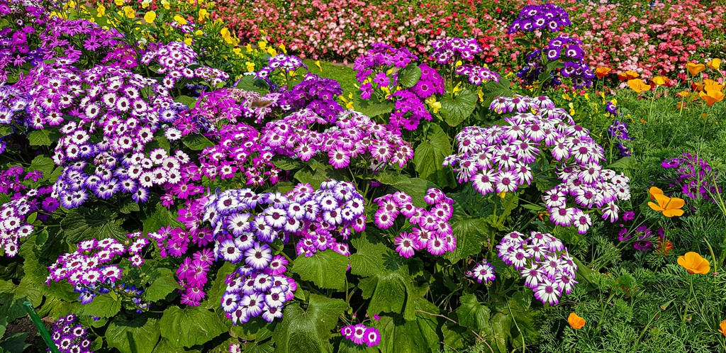 fiori colorati viola