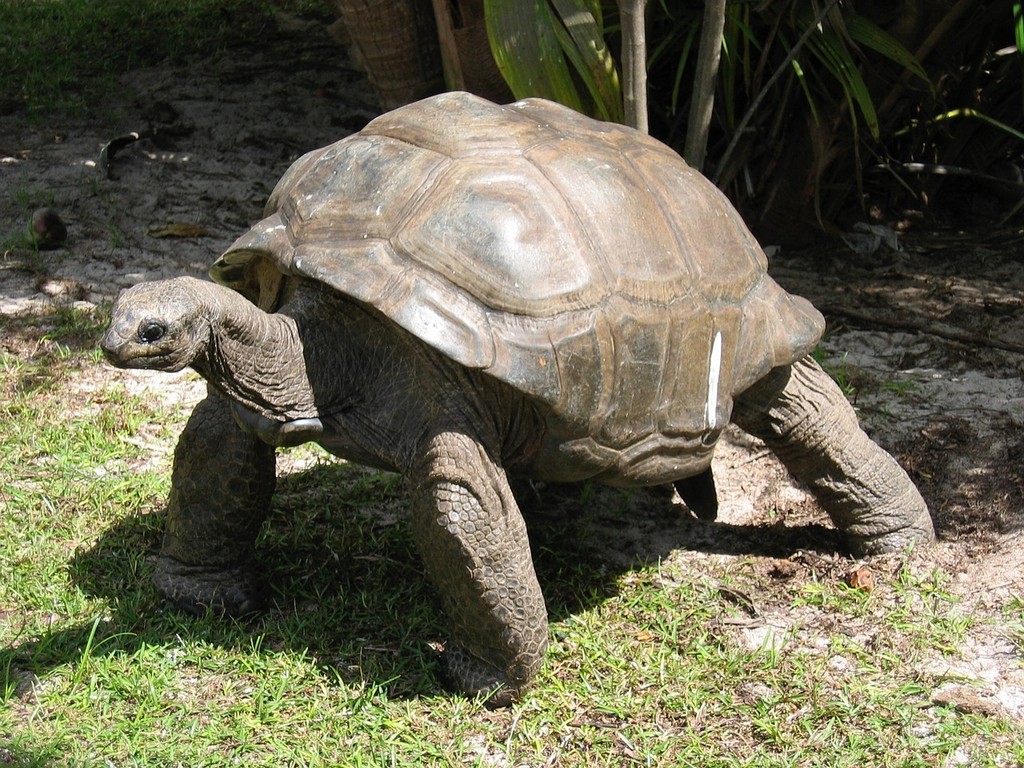 tartaruga gigante