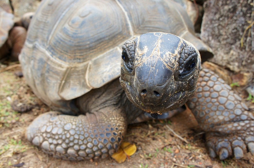 tartaruga gigante