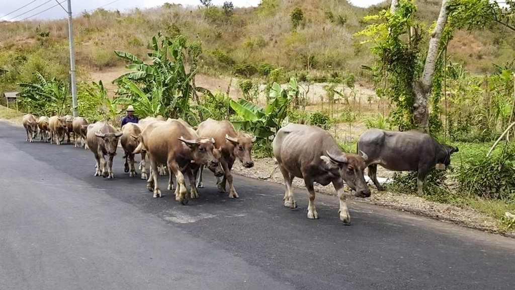 bufali sulla strada