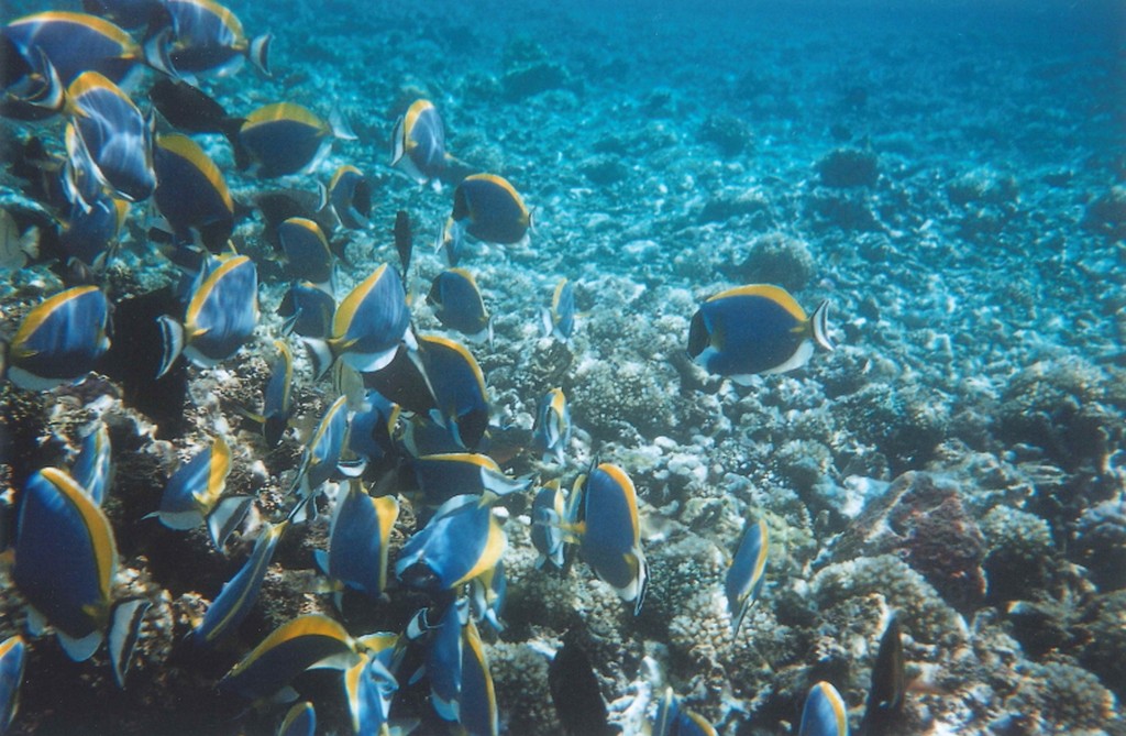 Cose da fare Seychelles pesci di barriera