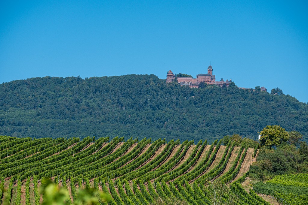 Guida alla Route des Vins nord Alsazia: da Marlenheim a Haut-Koenigsbourg