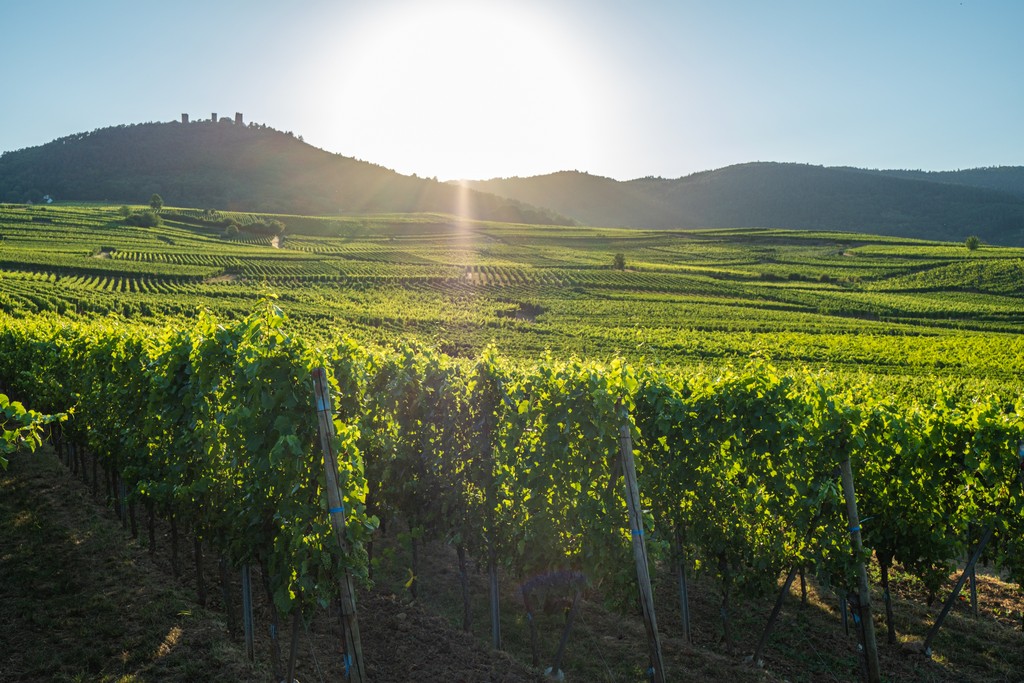 vigneti più instagrammabili d’Alsazia sole tramonta sui vigneti