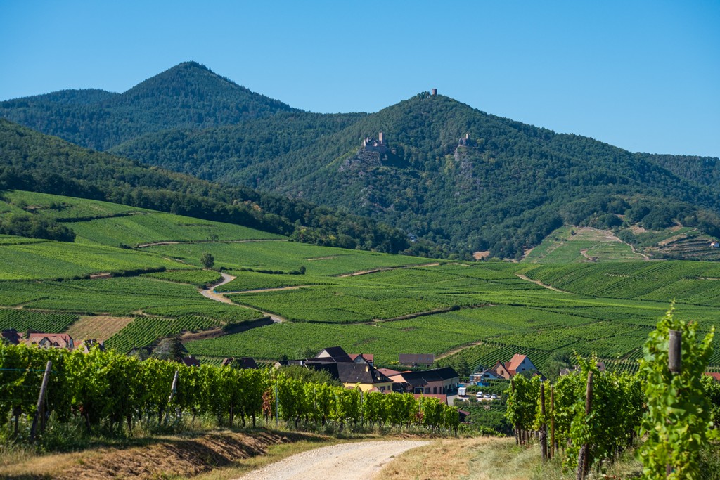 vigneti più instagrammabili d’Alsazia vigneti a perdita d'occhio