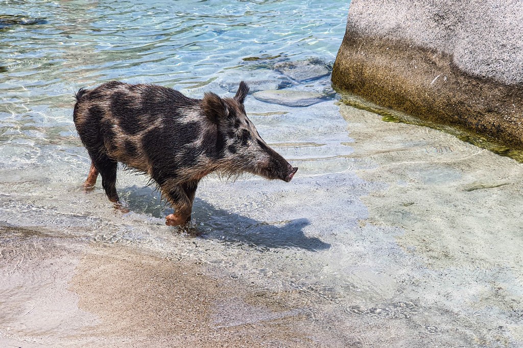 cinghiale sulla spiaggia