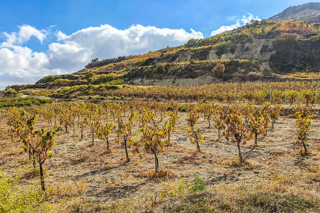 vigneti sulla collina