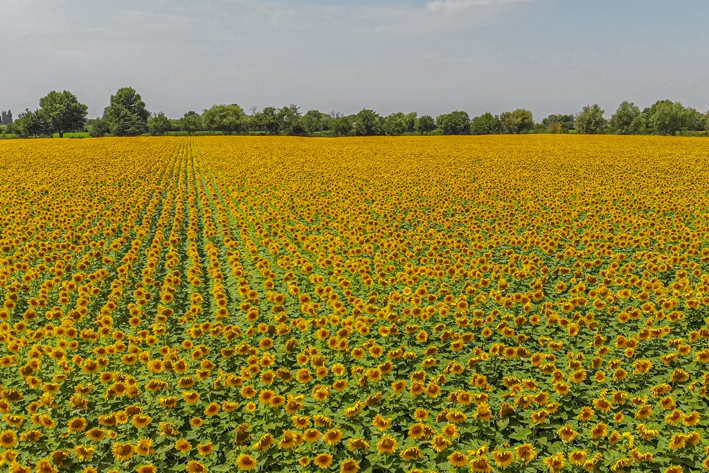 campo di girasoli