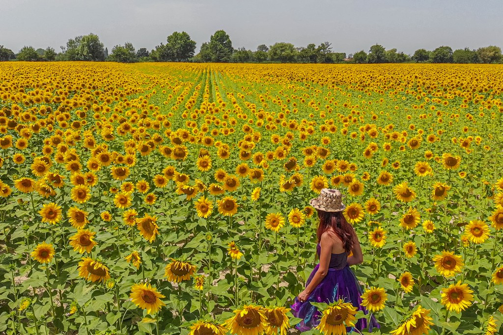 10 giorni in Provenza campi di girasoli con ragazza