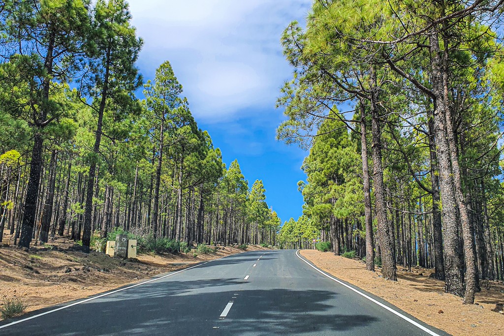 Come organizzare un viaggio alle Canarie pini in strada