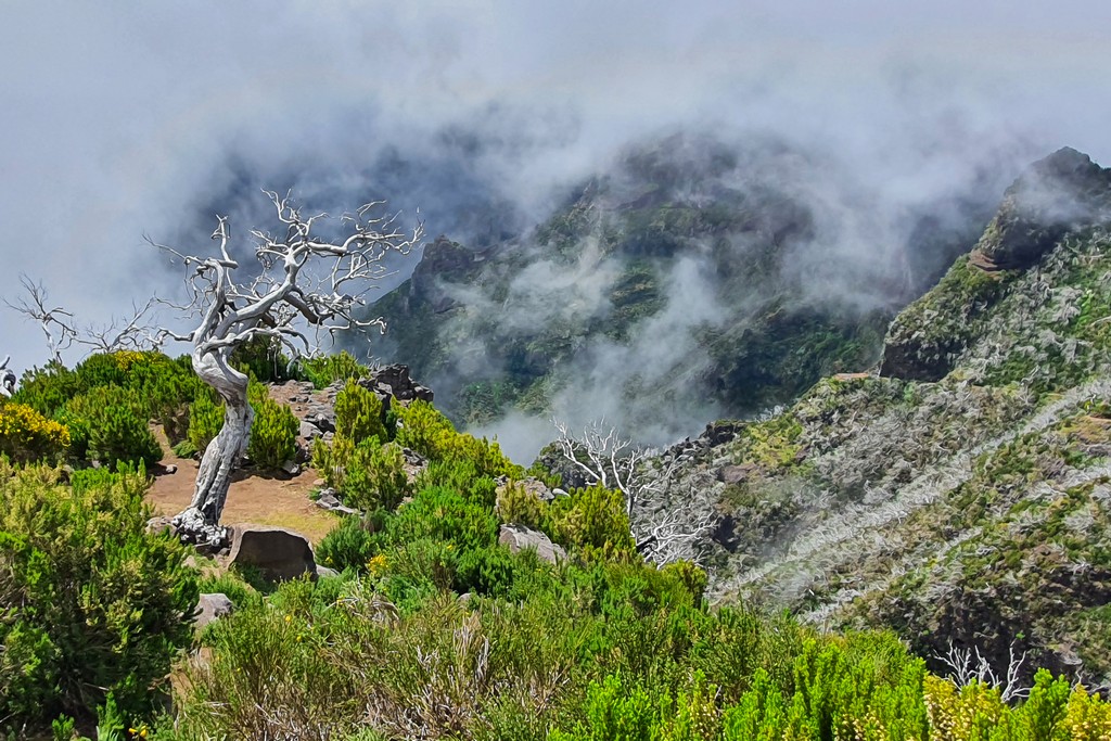 Guida alla Vereda do Pico Ruivo alberi secchi