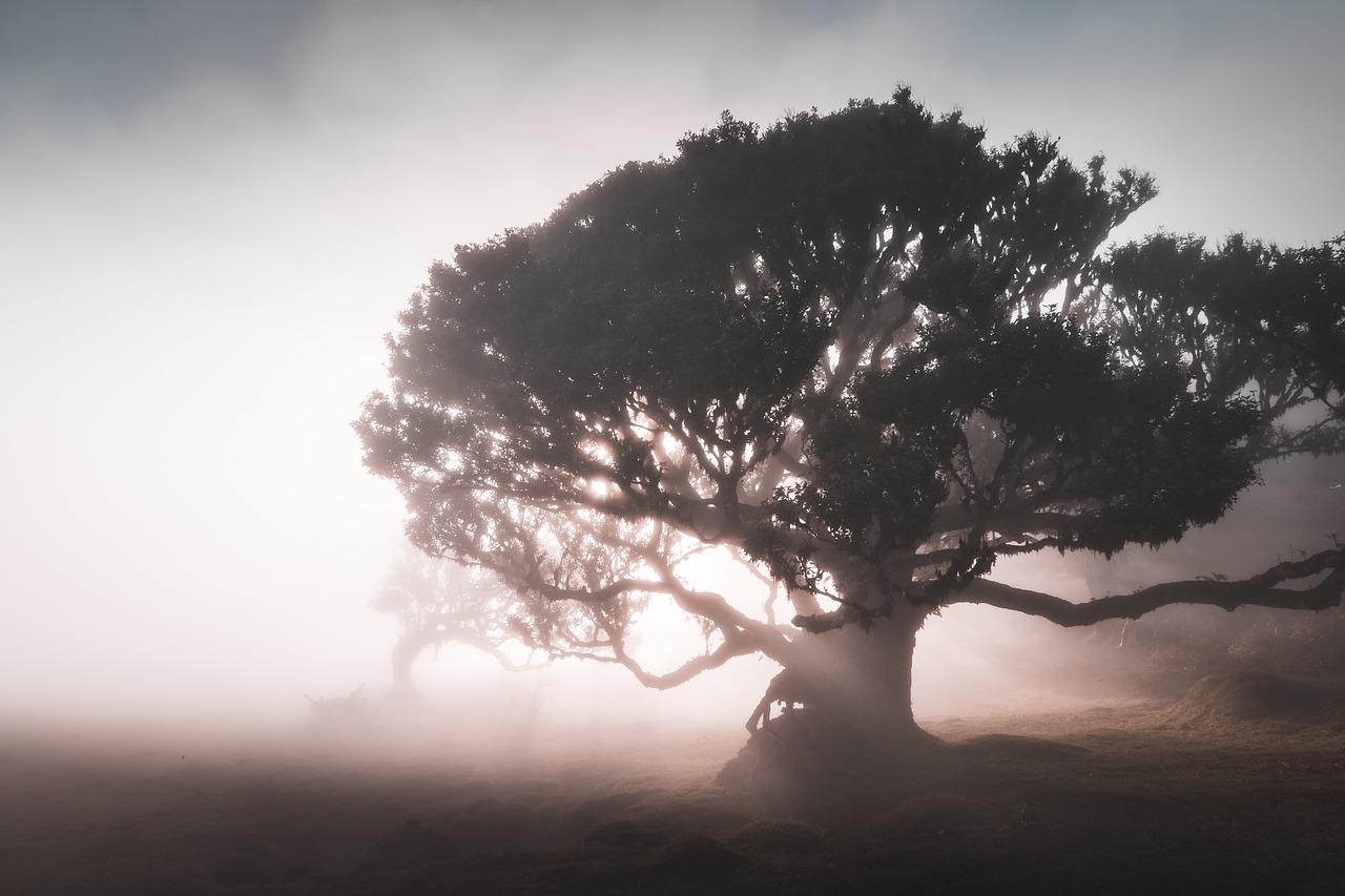 Visita al Posto Florestal do Fanal, la foresta magica di Madeira