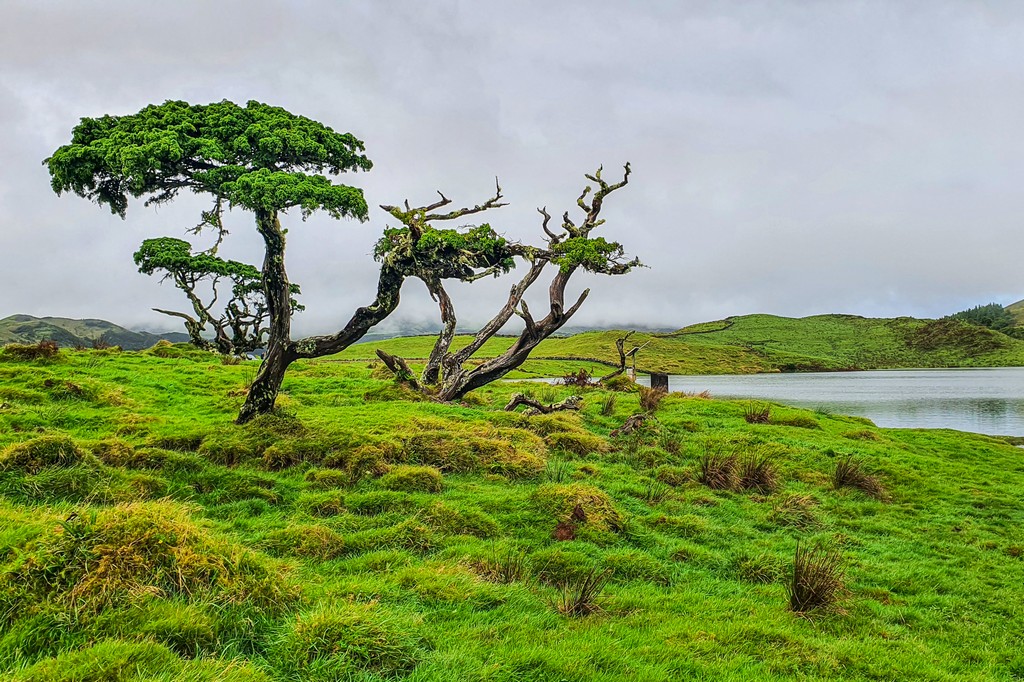 alberi con lago