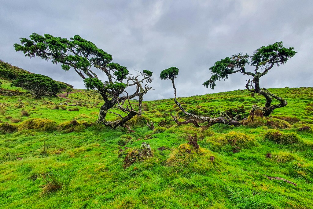 Cosa vedere a Pico alberi contorti