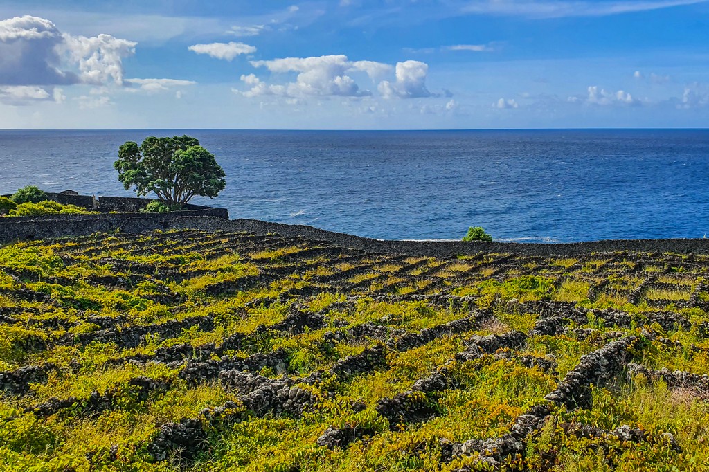 Cosa vedere a Pico vigneto sul mare