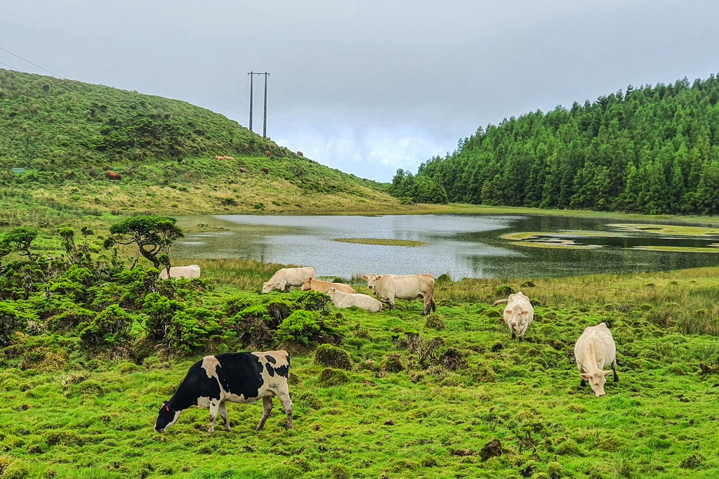 lago d'altitudine con mucche