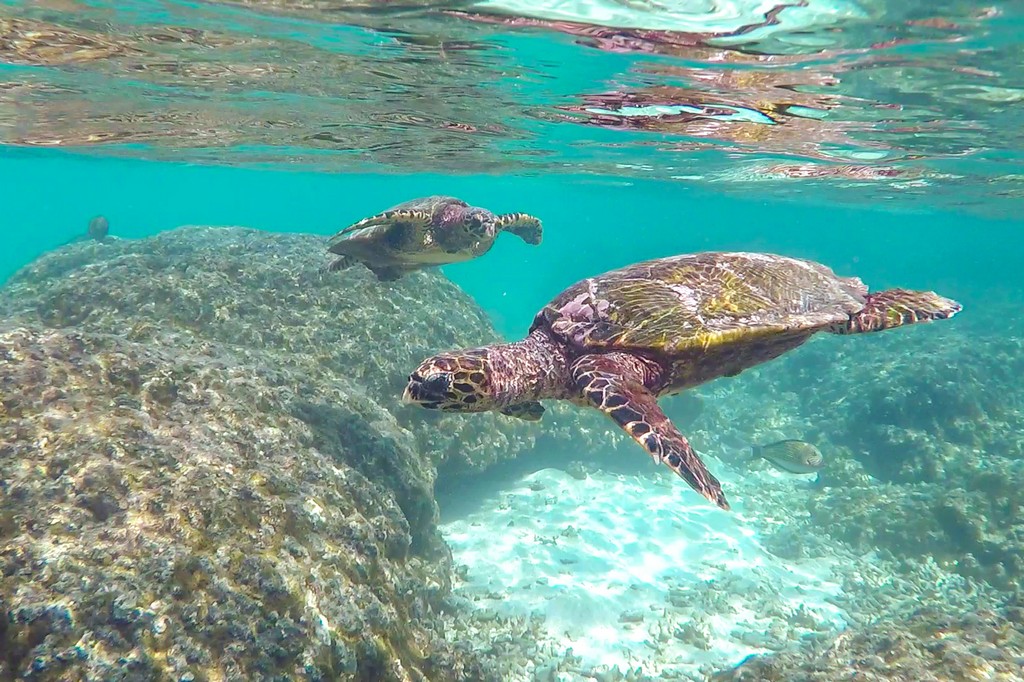 Maldive a Thoddoo tartaruga