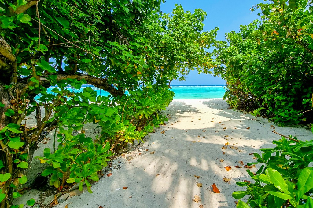 Maldive a Thoddoo spiaggia con verde