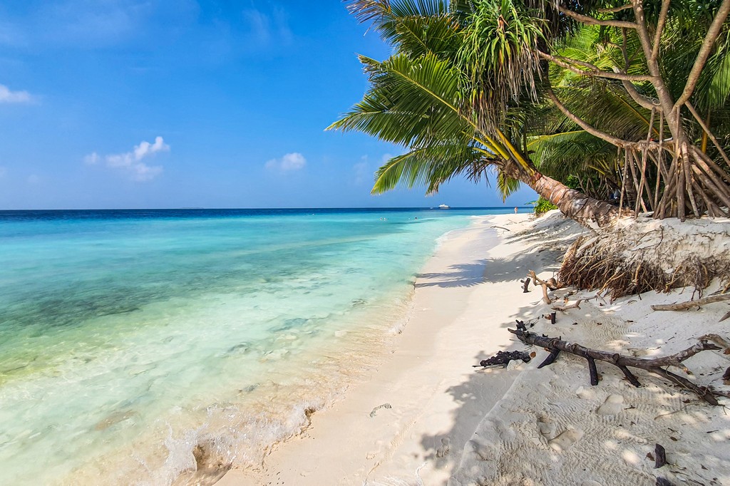 Maldive a Ukulhas spiaggia con palma