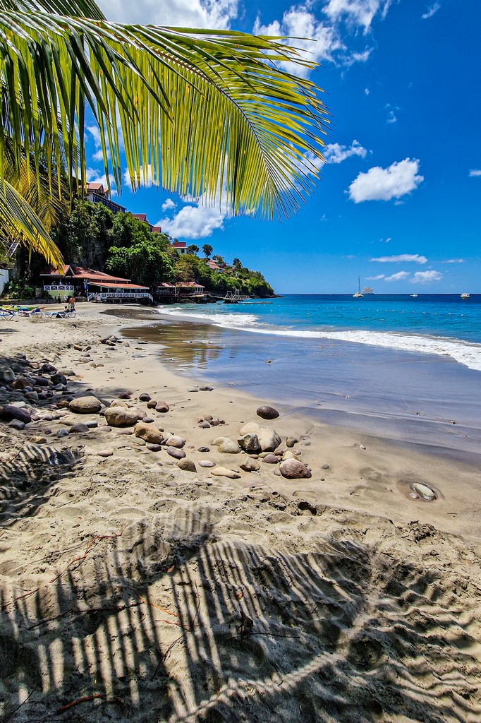 Anse Cochon a Saint Lucia spiaggia con palma
