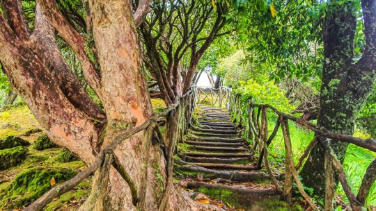 10 luoghi da non perdere a Madeira bosco con scalinata