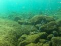 nuotare a champagne reef dominica