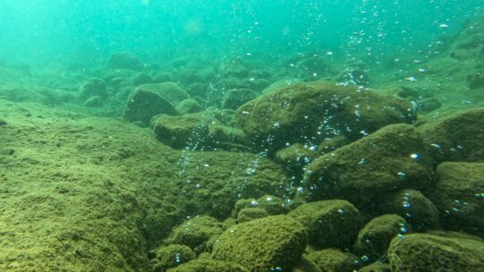 nuotare a champagne reef dominica