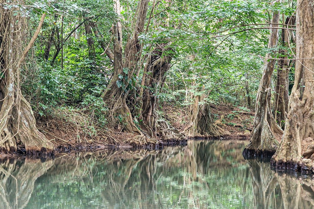 L’Indian River a Dominica riflessi sul fiume