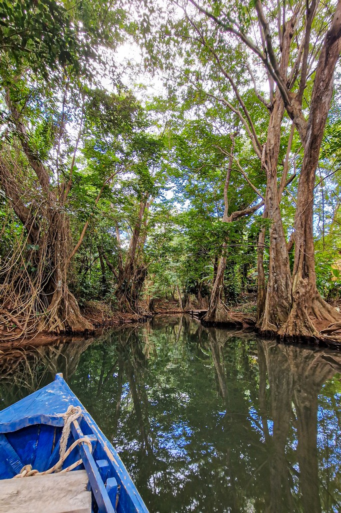 barca sul fiume con alberi