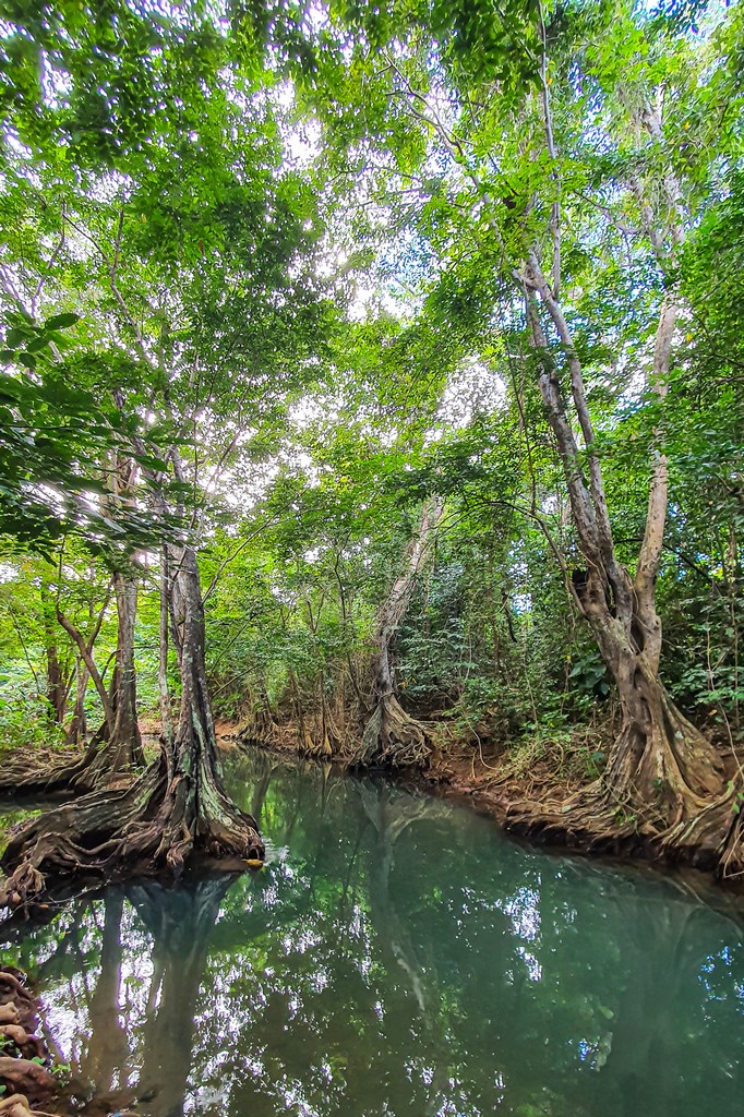 L’Indian River a Dominica alberi sul fiume